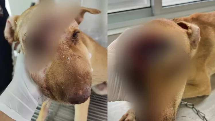 Maus-Tratos a Animais no Cariri: Casos de Crueldade Chocam a Comunidade Imagem do artigo