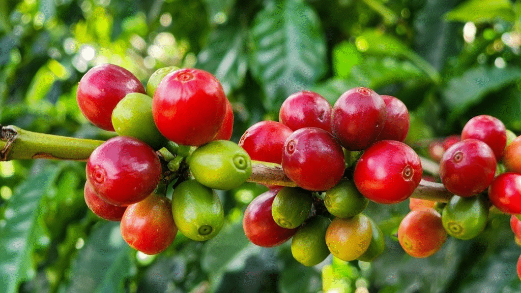 Agronegócio Mineiro Atinge Recorde Histórico de Exportações em 2025