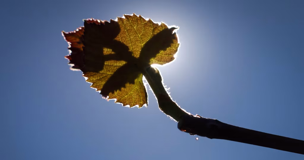 Baixa Cobertura de Seguros Aumenta Vulnerabilidade do Agronegócio à Crise Climática