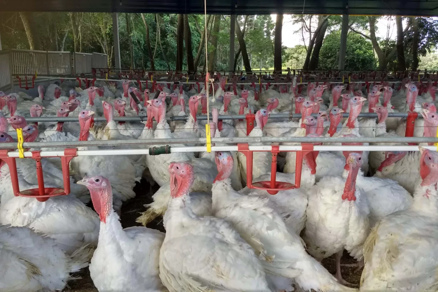 Paraná se Consolida como Referência na Produção de Peru na Véspera do Natal