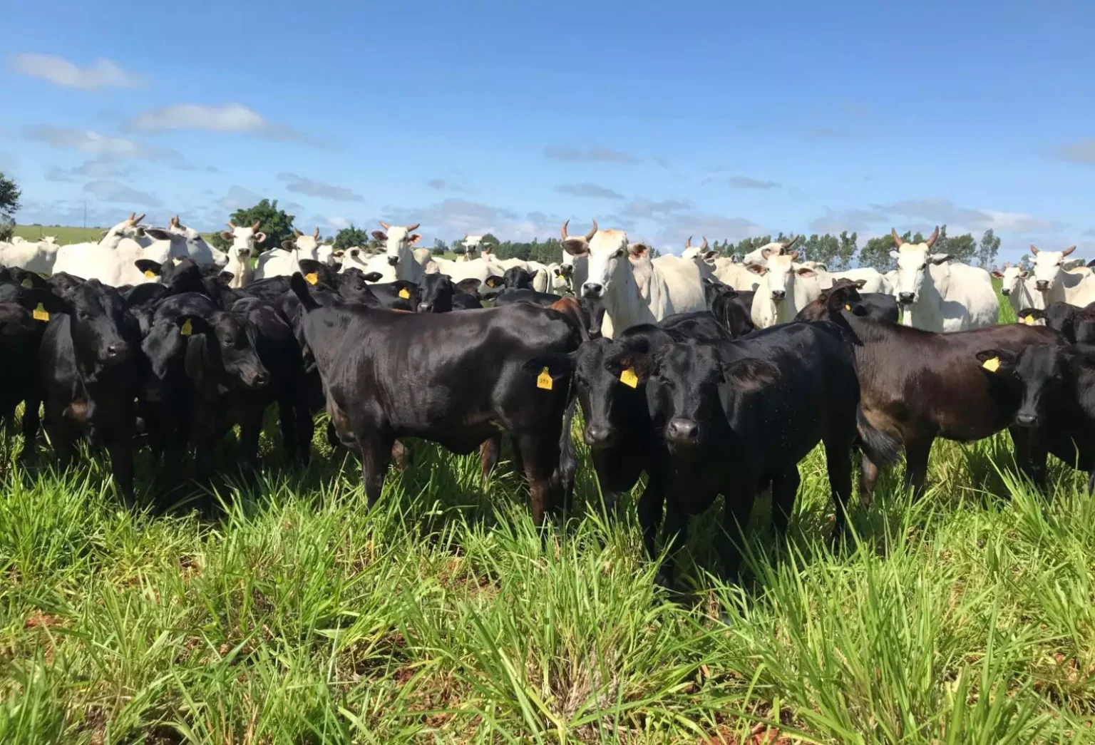 2026: O Ano da Cria no Agronegócio? Descubra as Projeções