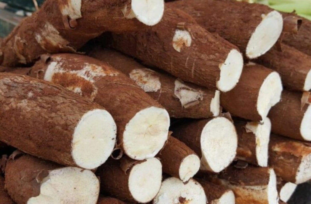 Aumento da Oferta de Mandioca Pressiona Rentabilidade em 2025