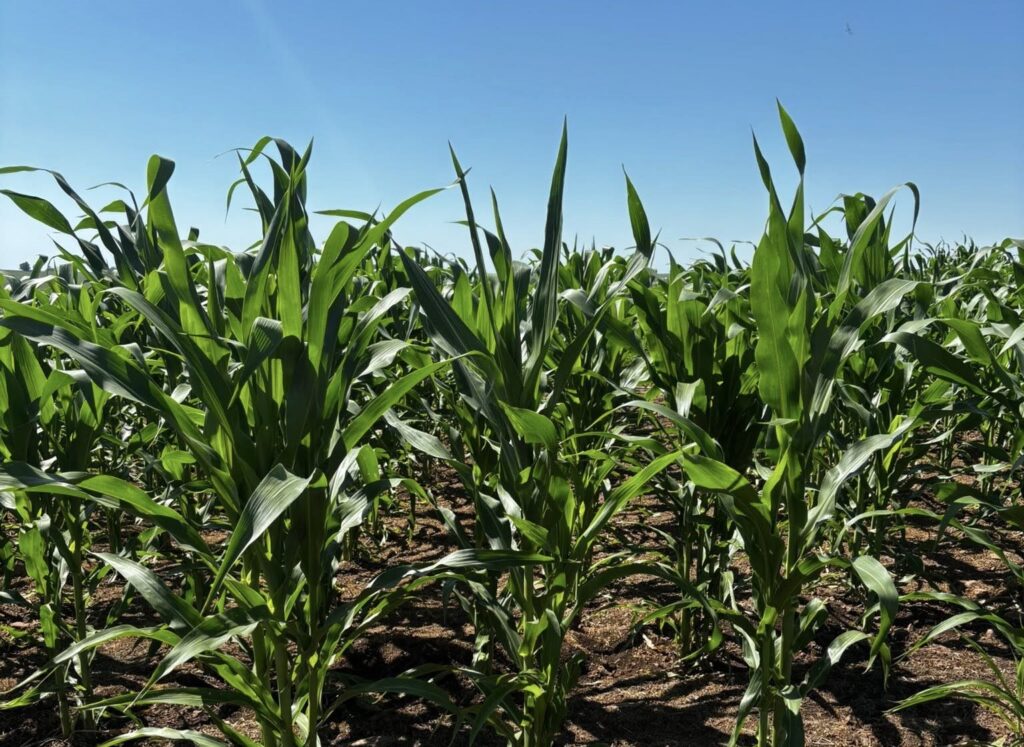 Chuvas Recentes e Calor Beneficiam Milho e Soja em Alegrete