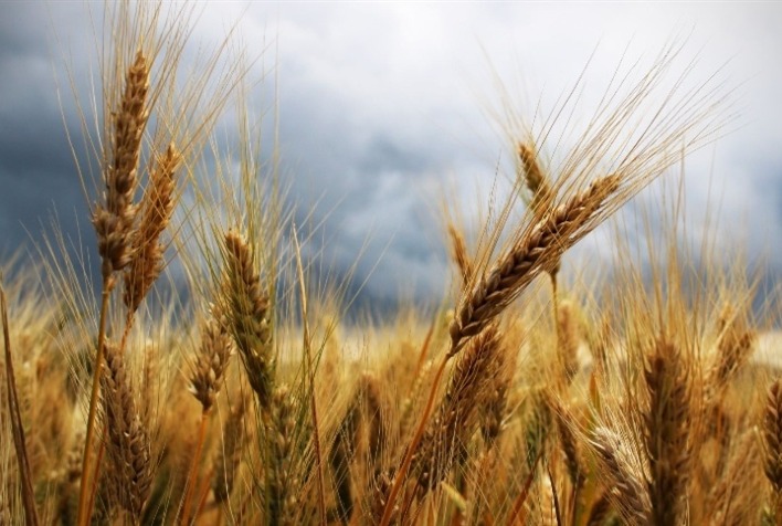 Estabilidade no Mercado de Trigo: Preços Alinhados à Paridade de Importação no Brasil Estabilidade no Mercado de Trigo: Preços Alinhados à Paridade de Importação no Brasil