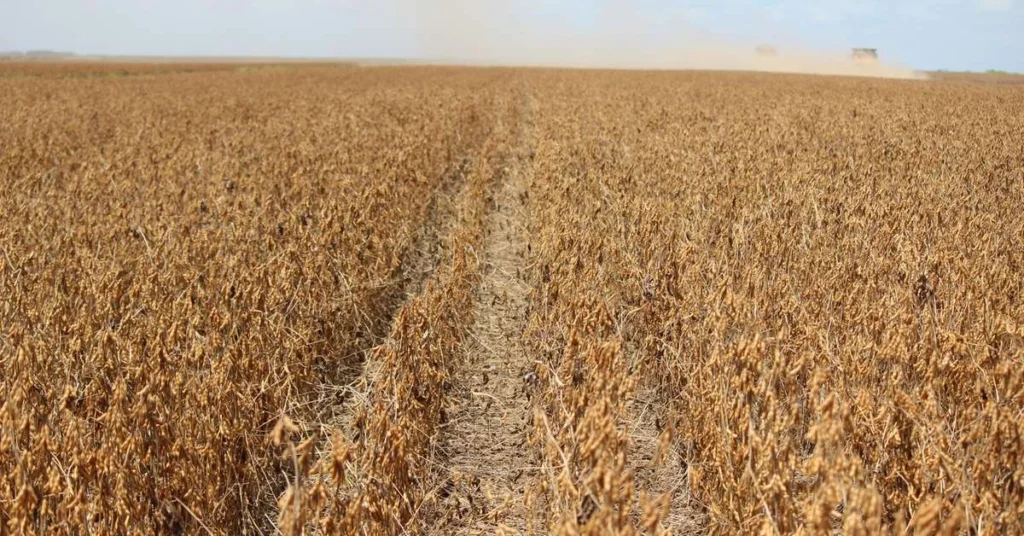 Exportações do Agronegócio Gaúcho Enfrentam Queda em 2025