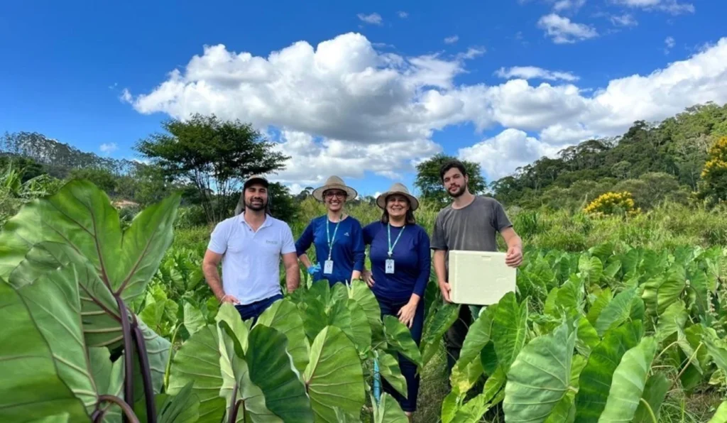 Incaper Desenvolve Variedades de Inhame Adaptadas ao Espírito Santo