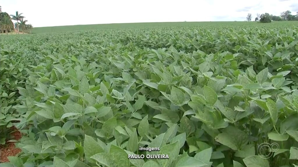 Itapetininga se Destaca no Agronegócio e Está Entre as 40 Maior Cidades Exportadoras de SP