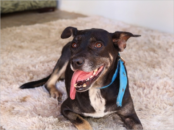 Juazeiro do Norte Promove Blitz Educativa sobre Saúde Animal e Zoonoses Juazeiro do Norte Promove Blitz Educativa sobre Saúde Animal e Zoonoses