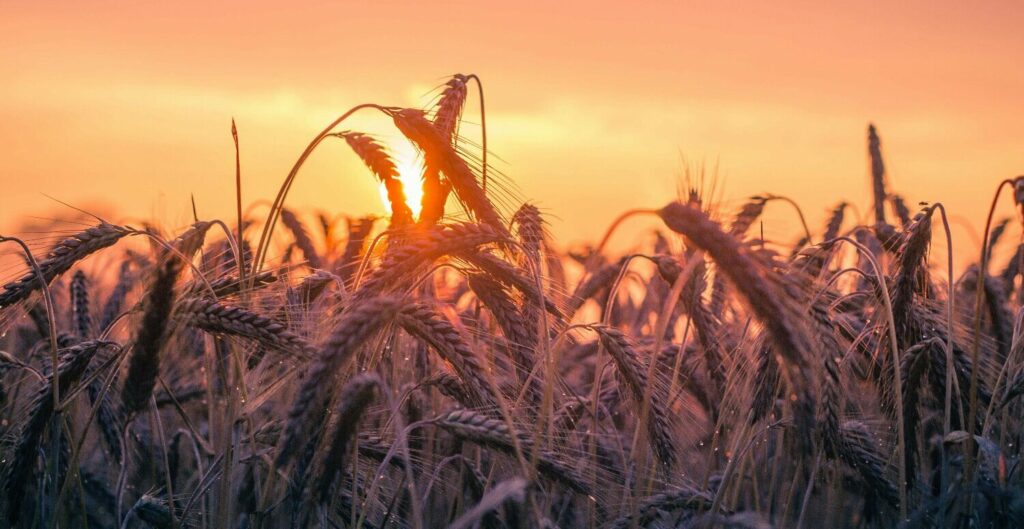 NR-31 Atualizada: PGRTR Substitui PPRA e Revoluciona o Agronegócio