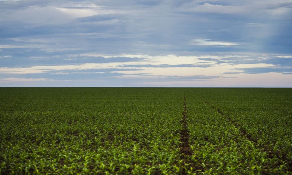 O Futuro do Agronegócio: Como o Brasil e a América Latina se Adaptam às Novas Regras Internacionais
