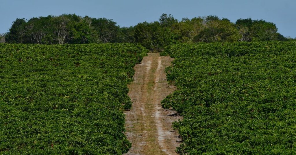 Preço do Hectare no Norte do Espírito Santo: Um dos Mais Elevados do Brasil