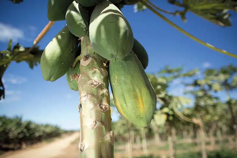 Queda nos Preços do Mamão no Espírito Santo e na Bahia: Oferta em Alta e Doenças Fúngicas Afetam o Mercado Queda nos Preços do Mamão no Espírito Santo e na Bahia: Oferta em Alta e Doenças Fúngicas Afetam o M