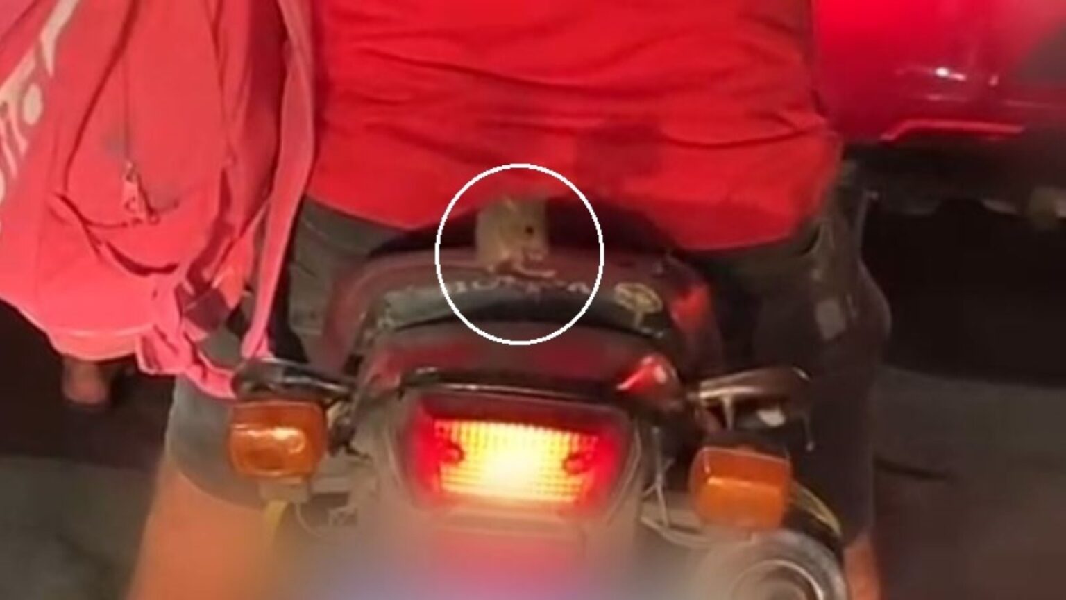 Rato é flagrado 'pegando carona' em moto no Ceará; confira o vídeo