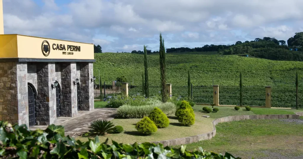 Casa Perini Promove Imersão Cultural na Colheita da Uva Casa Perini Promove Imersão Cultural na Colheita da Uva