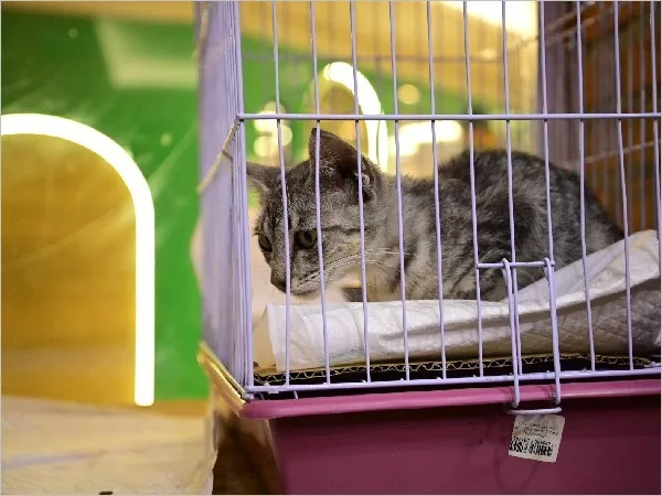 Novo Contato da Unidade de Zoonoses em Juazeiro do Norte Facilita Atendimento à População Novo Contato da Unidade de Zoonoses em Juazeiro do Norte Facilita Atendimento à População