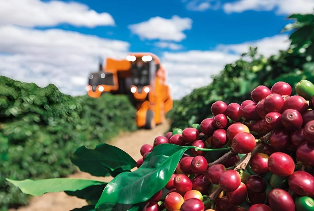 Queda Acentuada nos Preços do Café em Fevereiro Amid Expectativa de Safra Recorde Queda Acentuada nos Preços do Café em Fevereiro Amid Expectativa de Safra Recorde
