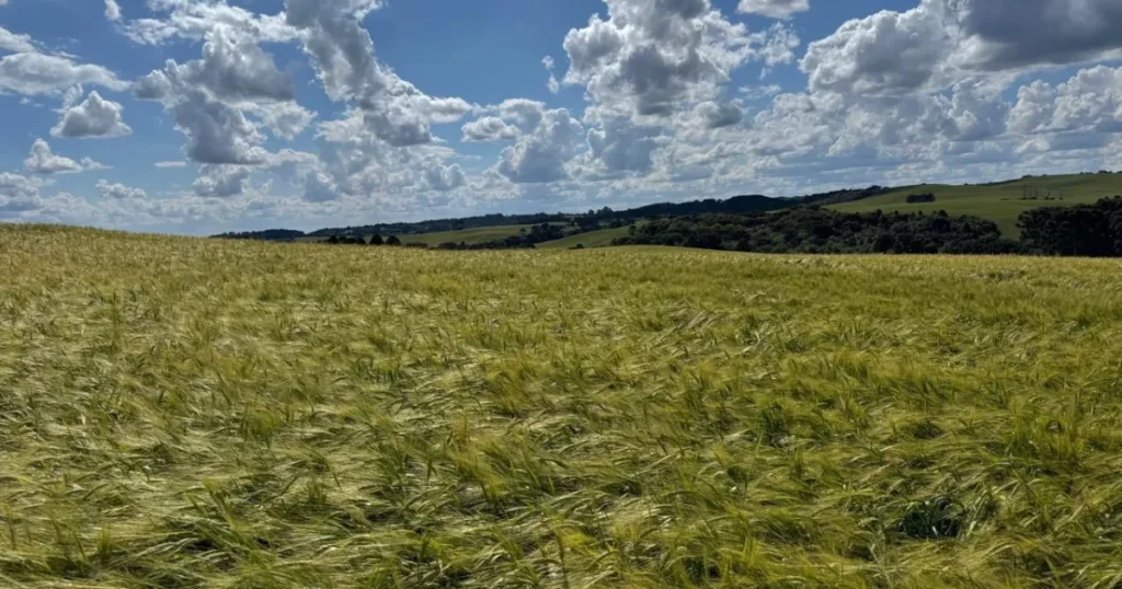 Ambev Lança Nova Política para Estimular Produção de Cevada no Sul do Brasil