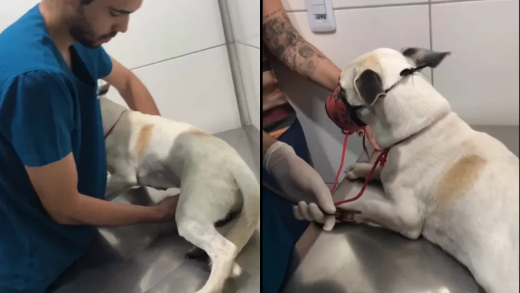 Cachorro Resgatado de Correnteza em Juazeiro do Norte Recebe Atendimento Veterinário Cachorro Resgatado de Correnteza em Juazeiro do Norte Recebe Atendimento Veterinário