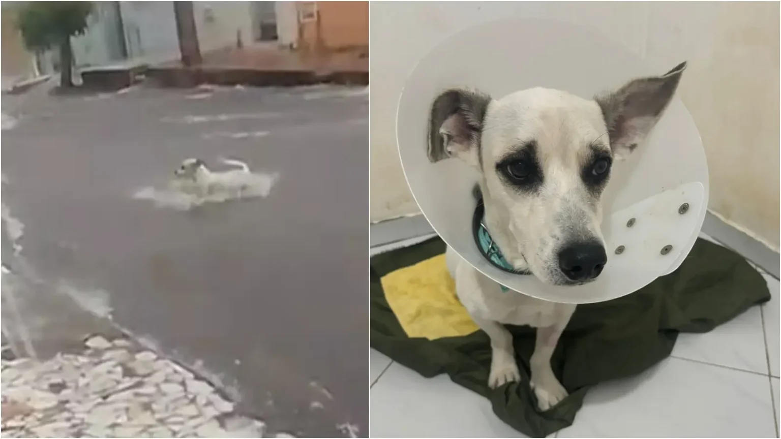 Cão Resgatado de Enchente no Ceará Viraliza e Está Perto da Adoção
