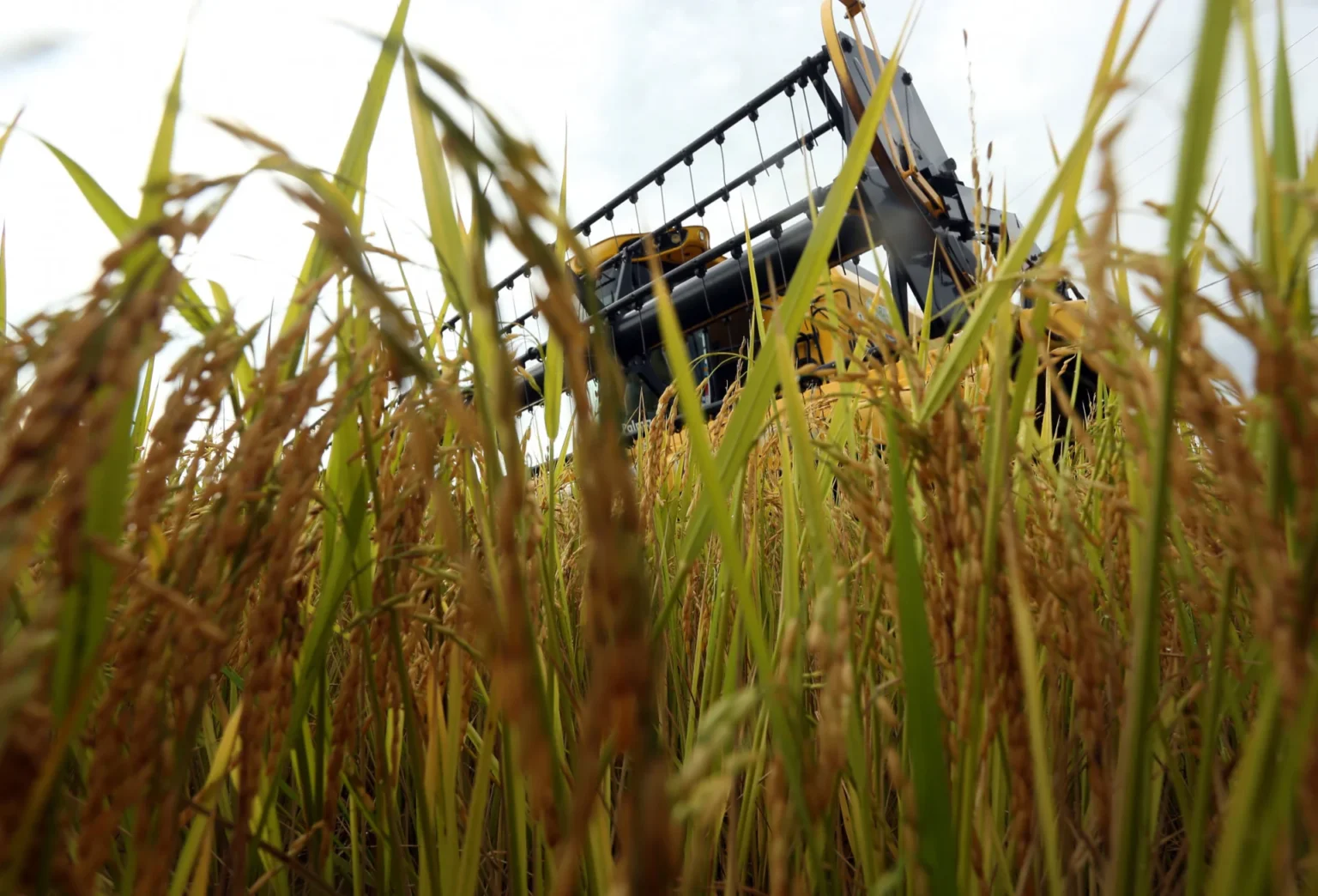 Crise de Combustível Ameaça Colheita de Grãos no Rio Grande do Sul Crise de Combustível Ameaça Colheita de Grãos no Rio Grande do Sul