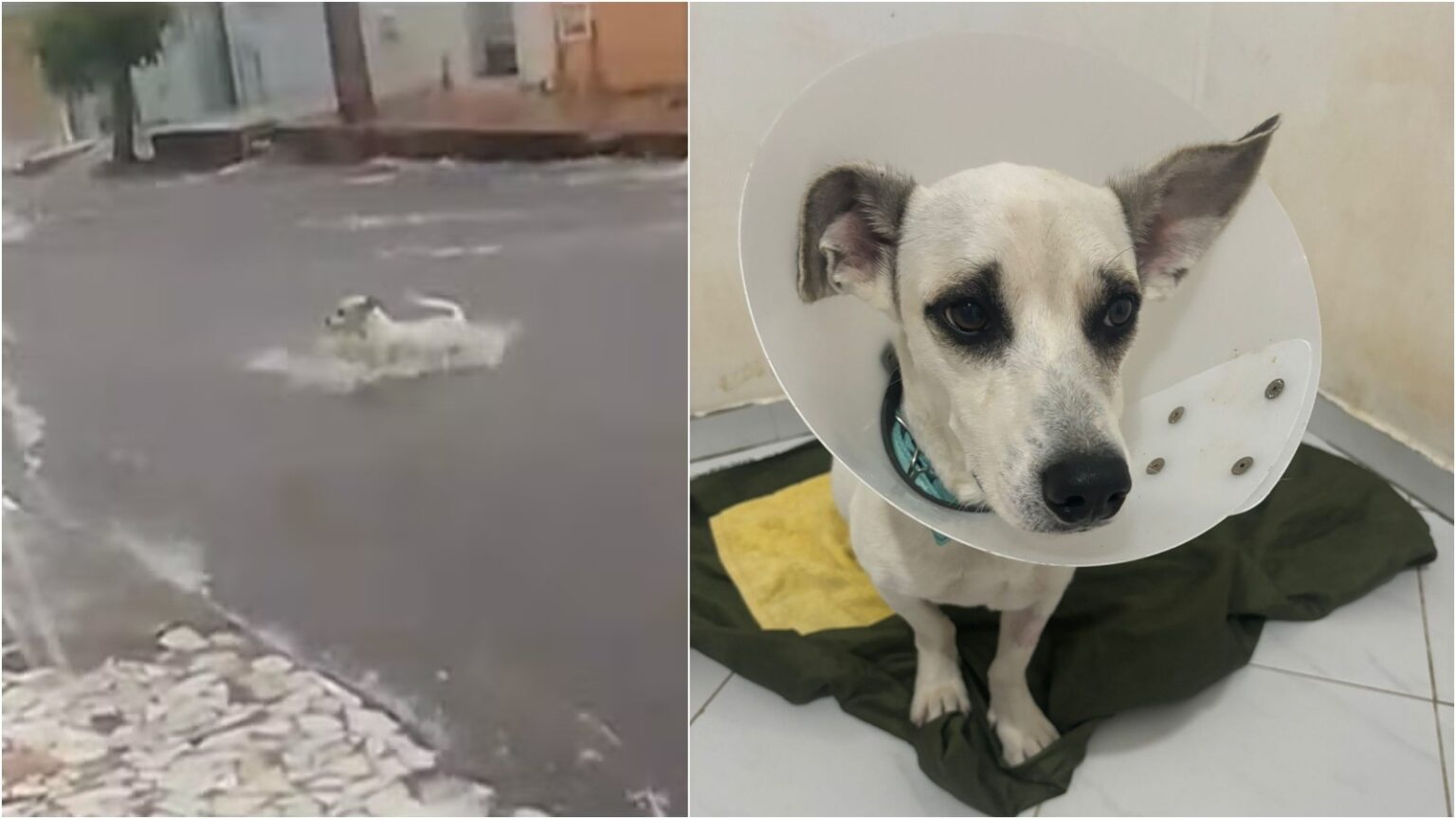 Cão Resgatado em Juazeiro do Norte Passa por Processo de Adoção Após Forte Chuva Imagem do artigo