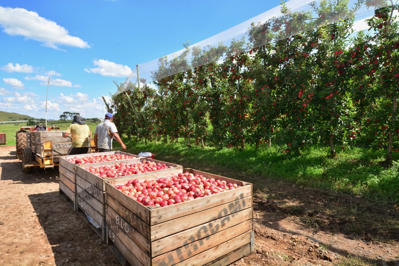 Falta de Mão de Obra na Colheita de Maçã e os Desafios do Bolsa Família