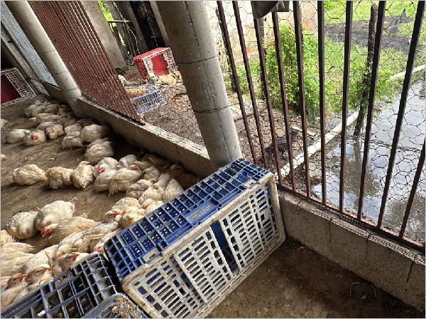 Fiscalização Identifica Irregularidades em Abatedouros de Aves em Juazeiro do Norte Fiscalização Identifica Irregularidades em Abatedouros de Aves em Juazeiro do Norte