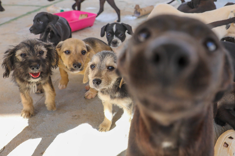 GDF Institui Proteção Animal como Política Pública Permanente e Inova com Iniciativas GDF Institui Proteção Animal como Política Pública Permanente e Inova com Iniciativas
