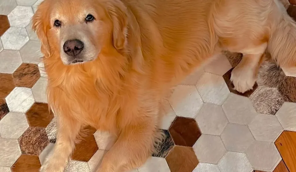 Kits da Meia Maratona em Juazeiro do Norte com Opção de Doação de Ração Animal