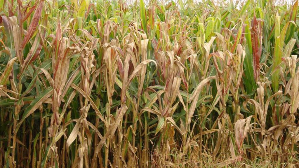 Cigarrinha-do-milho: Prejuízos de US$ 25,8 bilhões impactam o agronegócio na Bahia Cigarrinha-do-milho: Prejuízos de US$ 25,8 bilhões impactam o agronegócio na Bahia