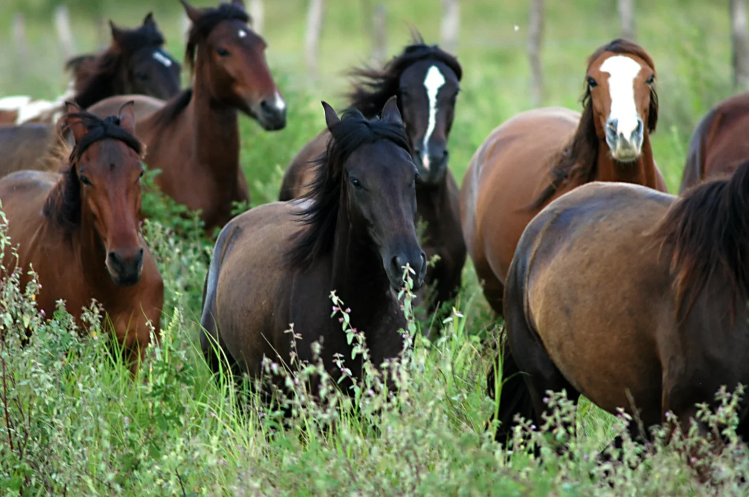 Gravatá Sediará Centro de Excelência em Equinocultura: Um Marco para o Agronegócio no Nordeste
