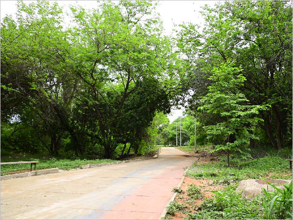 Juazeiro do Norte Recebe Certificação do Selo Município Verde em 2024 Juazeiro do Norte Recebe Certificação do Selo Município Verde em 2024