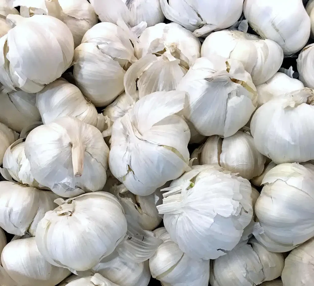 Produção de Alho no Brasil Enfrenta Desafios com Crescente Pressão das Importações