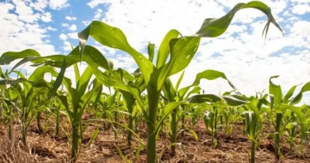 Transição Climática: Riscos Aumentam para o Agronegócio com Possibilidade de El Niño em 2026