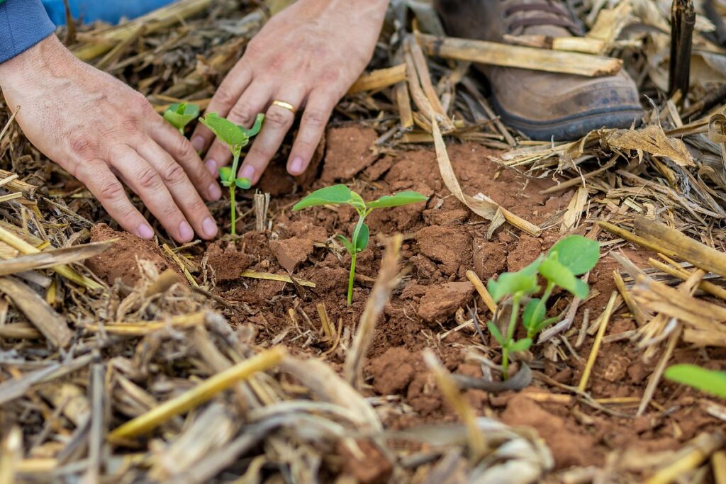 Agronegócio em Mato Grosso: Empregos Dobram e Impulsionam a Economia Local