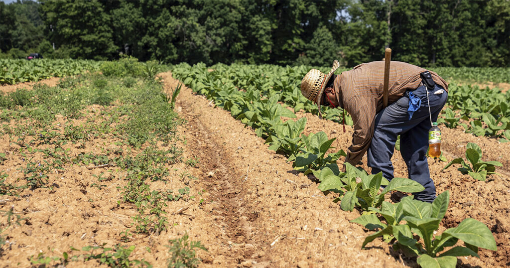 Agronegócio Gera 28,4 Milhões de Empregos no Brasil - Crescimento de 2,2% em 2025