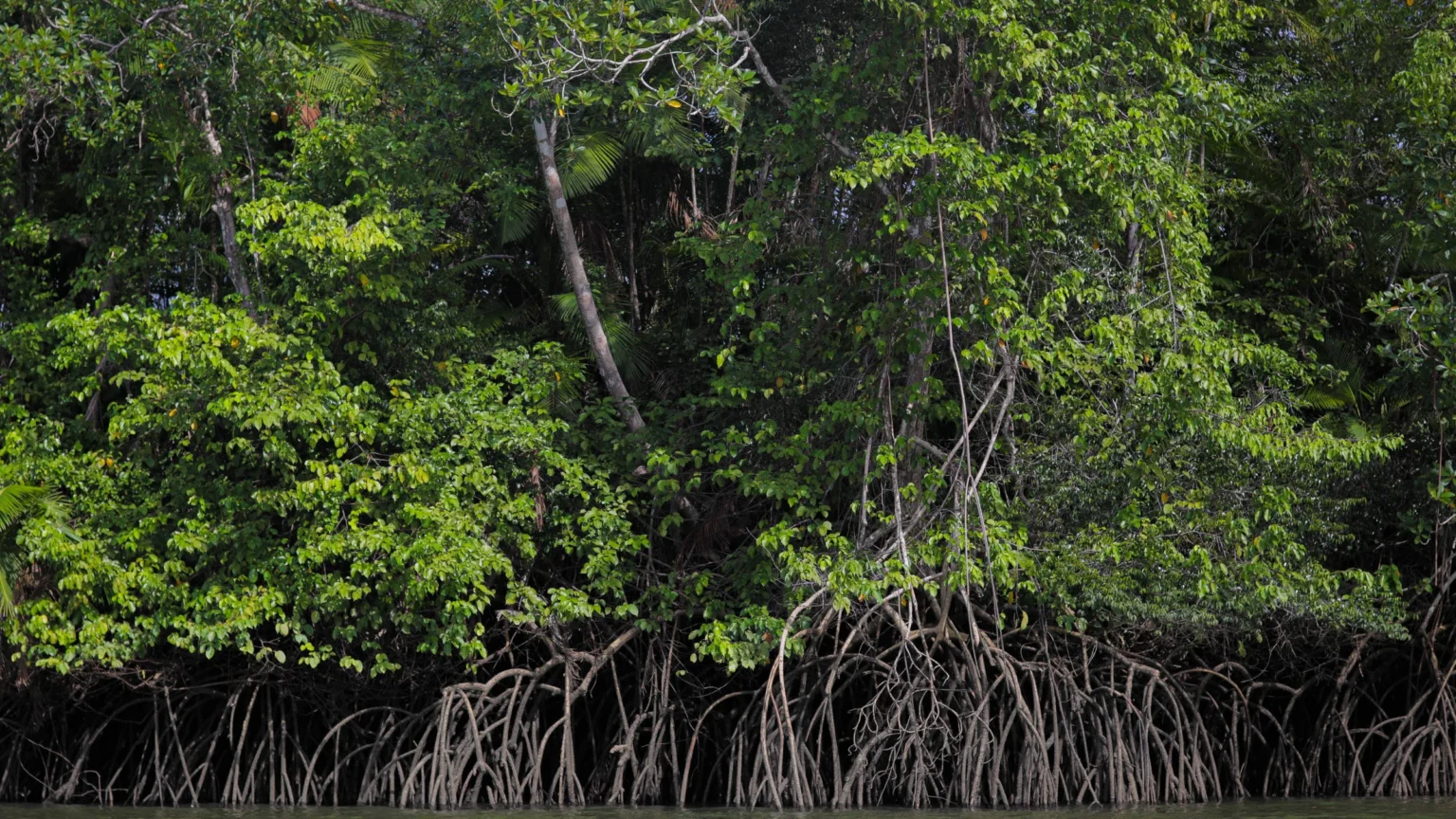 Carbono Azul: Como o Oceano Regula o Clima e Impacta a Vida Costeira