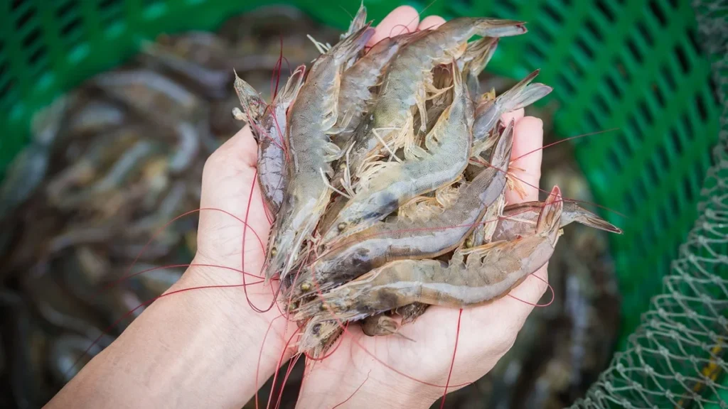 Ceará amplia área de aquicultura e capta R$ 54,3 milhões do BNB para carcinicultura em 2025 Ceará amplia área de aquicultura e capta R$ 54,3 milhões do BNB para carcinicultura em 2025