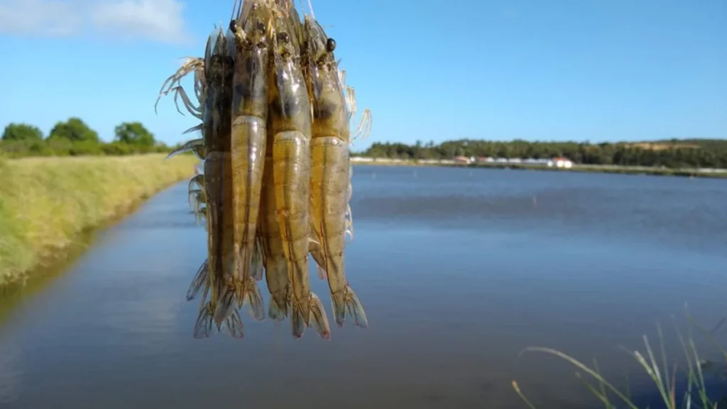 Ceará lidera produção de camarão com 16.233 hectares mapeados por satélite em 2025 Ceará lidera produção de camarão com 16.233 hectares mapeados por satélite em 2025