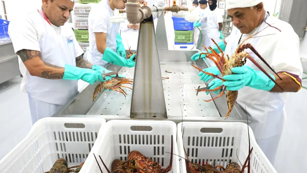 Ceará Lidera Exportação Nacional de Pescado em 2026 com US$ 28,73 Milhões Ceará Lidera Exportação Nacional de Pescado em 2026 com US$ 28,73 Milhões